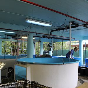 Sea Turtle Rehabilitation Center