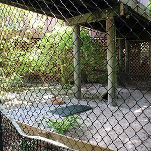 Gopher Tortoise Exhibit