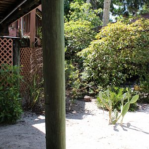 Gopher Tortoise Exhibit