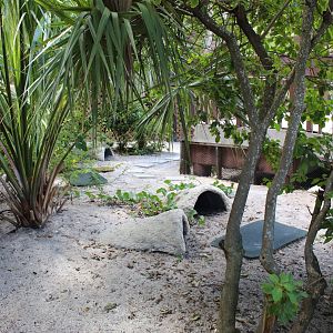 Gopher Tortoise Exhibit