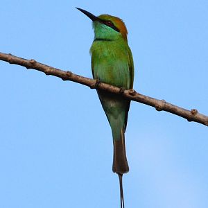 Green bee-eater