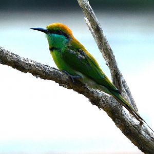 Green bee-eater