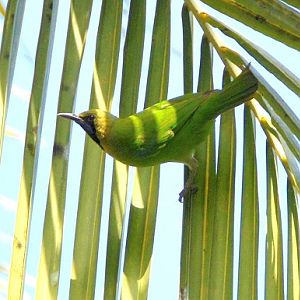 Blue-winged leafbird ?