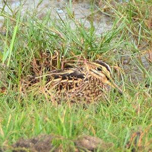 Common snipe ?