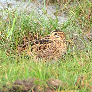 Common snipe ?