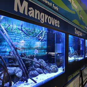 Saltwater Fish Tanks