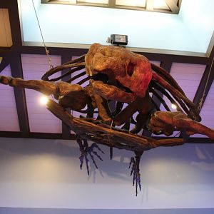 Large Sea Turtle Skeleton