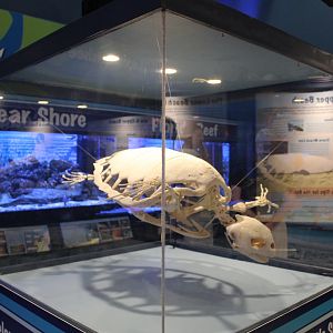 Sea Turtle Skeleton