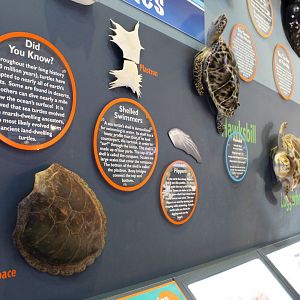 Educational Displays