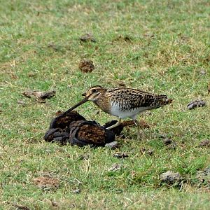 Common snipe  ?