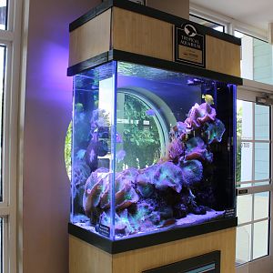 Saltwater Fish Tank