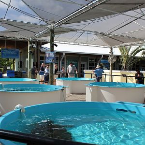 Sea Turtle Rehabilitation Pools