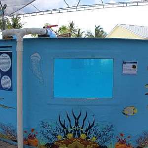 Sea Turtle Rehabilitation Pool