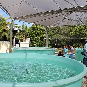 Sea Turtle Rehabilitation Pools