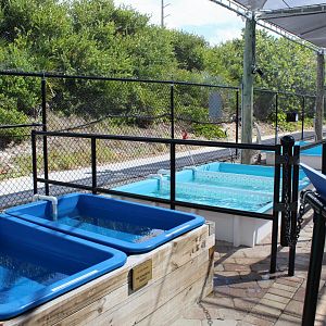 Sea Turtle Rehabilitation Pools