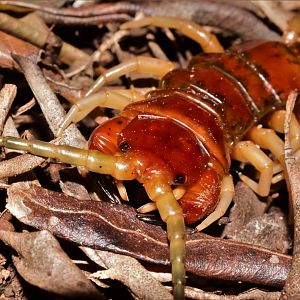 Phillip Island Centipede, Cormocephalus coynei