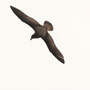 Providence Petrel, Pterodroma solandri