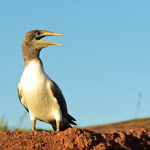 Masked Booby, Sula dactylatra