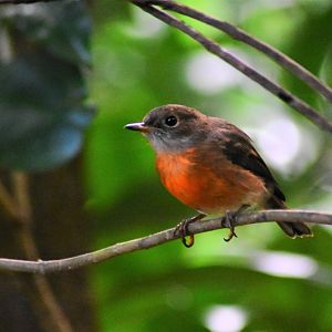 Norfolk Island Robin, Petroica multicolor