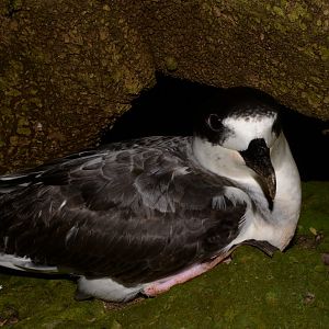 White-necked Petrel, Pterodroma cervicalis
