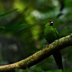 Norfolk Island Parakeet, Cyanoramphus cookii