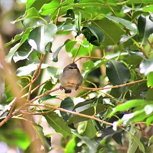 Norfolk Island Gerygone, Gerygone modesta
