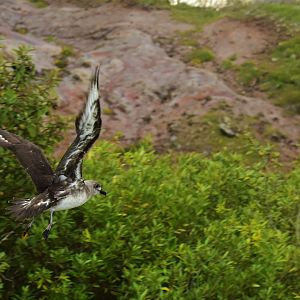 Kermadec Petrel, Pterodroma neglecta