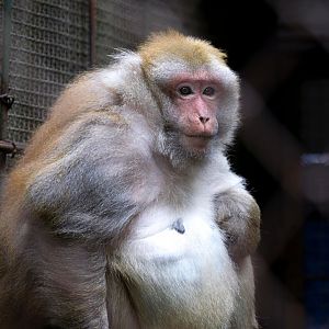 Assam macaque