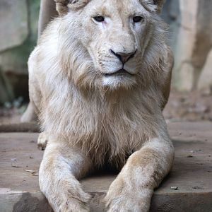 White lion