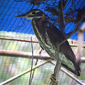 White-eared night heron