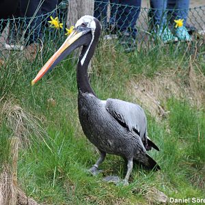 Peruvian pelican (Pelecanus thagus)