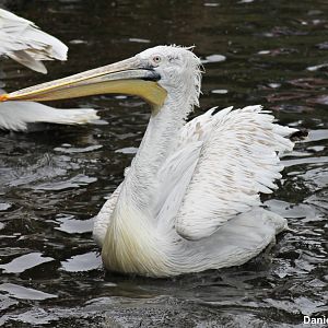 Dalmatian pelican (Pelecanus crispus)