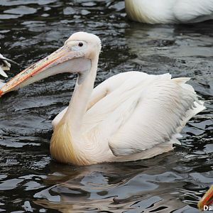 Great white pelican (Pelecanus onocrotalus)