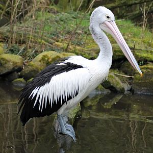 Australian pelican (Pelecanus conspicillatus)