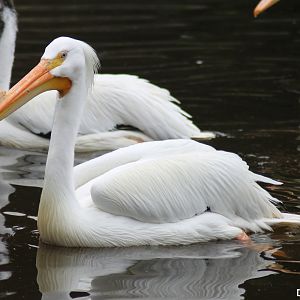 American white pelican (Pelecanus erythrorhynchos)