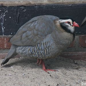 Arabian partridge (Alectoris melanocephala)