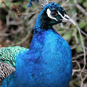 Blue peafowl (Pavo cristatus)