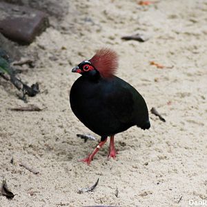 Crested partridge (Rollulus rouloul)