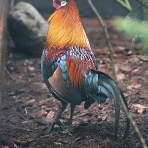 Red junglefowl (Gallus gallus)