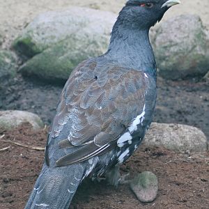 Western capercaillie (Tetrao urogallus)