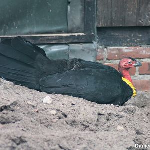Australian brushturkey (Alectura lathami)