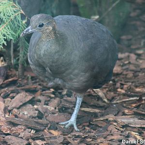 Solitary tinamou (Tinamus solitarius)