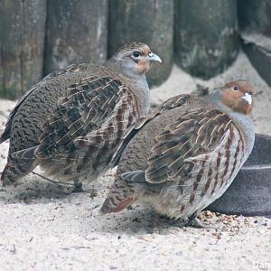 Grey partridge (Perdix perdix)