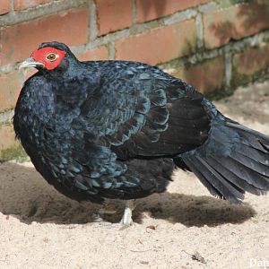 Salvadori's pheasant (Lophura inornata)