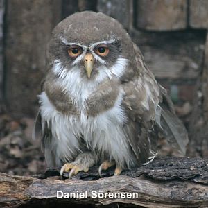 Leucistic Spectacled owl (Pulsatrix perspicillata)