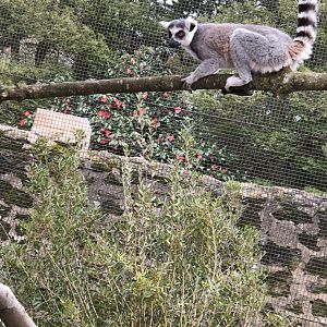 Ring-tailed Limur