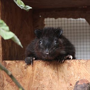 Southern Luzon giant cloud rat (Phloeomys cumingi)