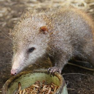 Tailless tenrec (Tenrec ecaudatus)