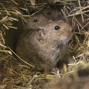 Günther's vole (Microtus guentheri)