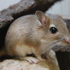 Persian jird (Meriones persicus rossicus)